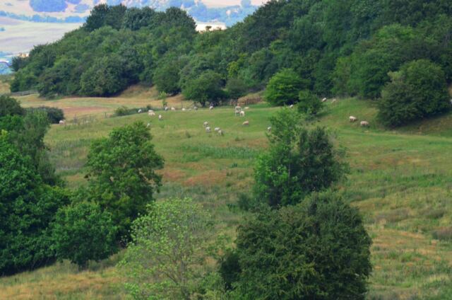 Dover's Hill sheep buddies (01)