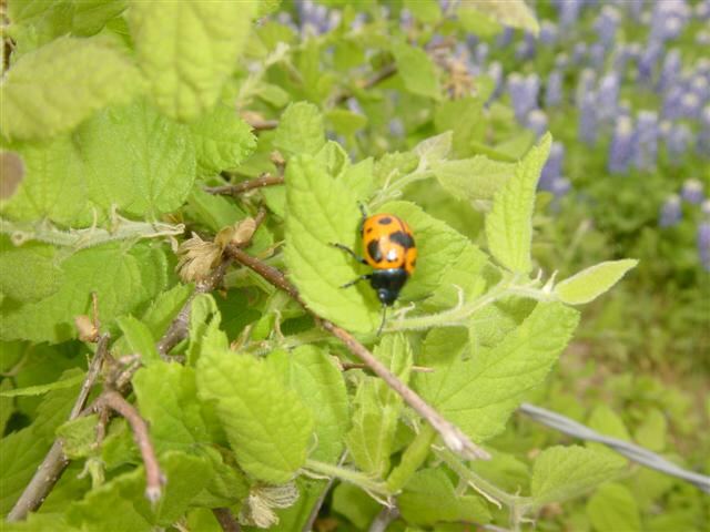 ladybug