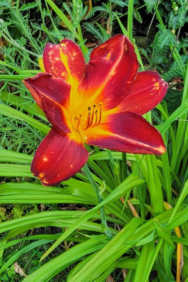 Charingworth flowers (6)