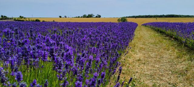 Cotswold Lavender - field views (14)