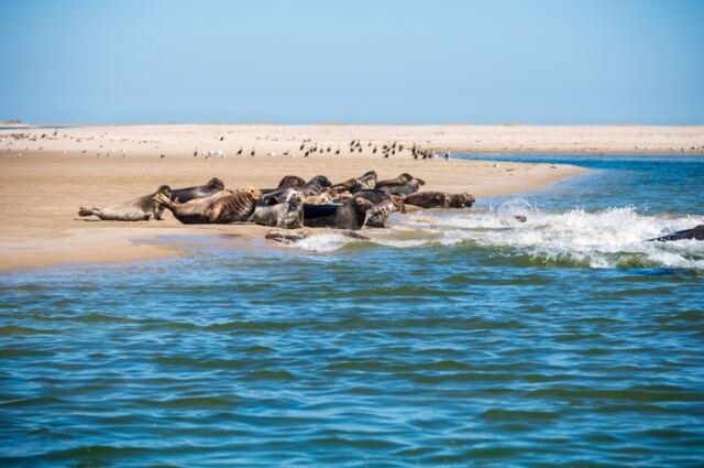 Monomoy Refuge seals 08