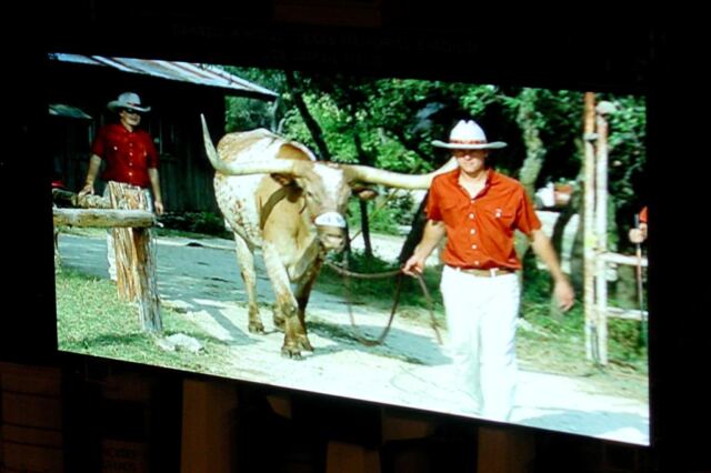 Pregame Bevo