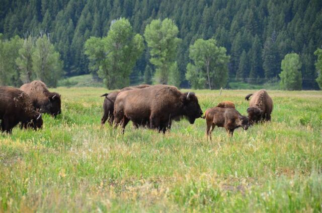 Mormon Row bison (1)