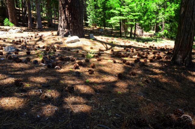 Sugar Pine Point walk 07