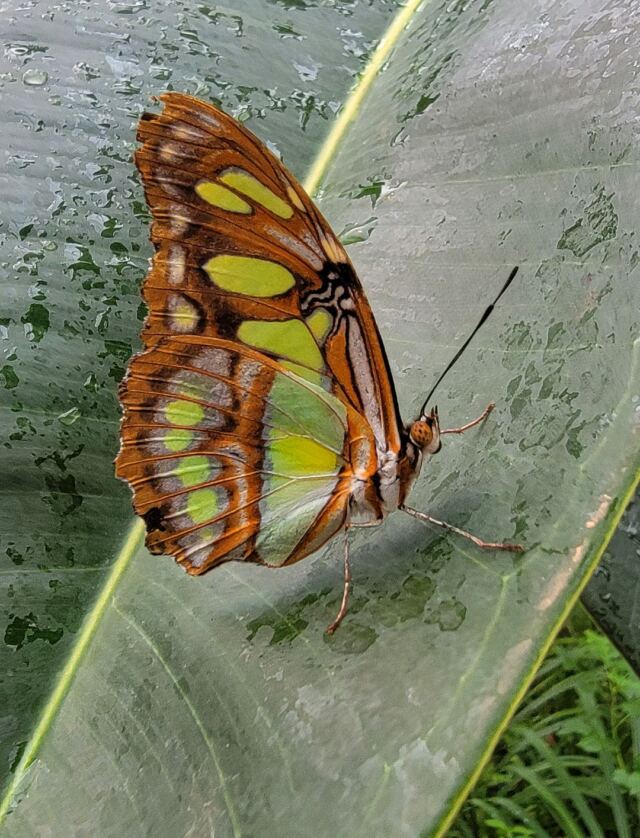 Stratford Upon Avon Butterfly Farm - butterflies (4)
