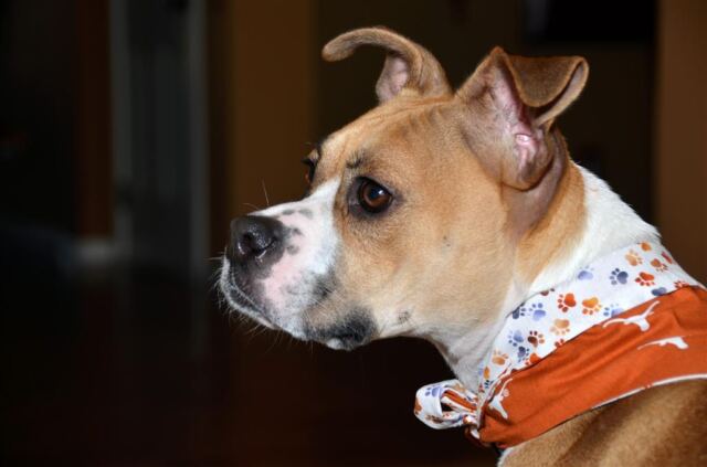 lucy-and-her-new-longhorn-scarf