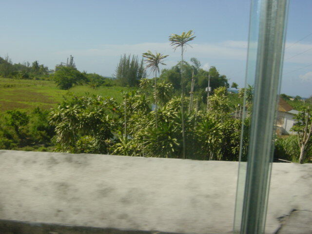 Banana trees