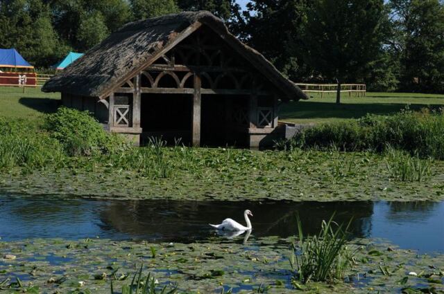 Warwick swan on River Avon (8)