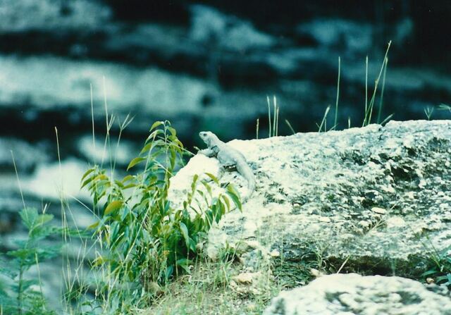 Iguana at Cenote Sagrado (2)