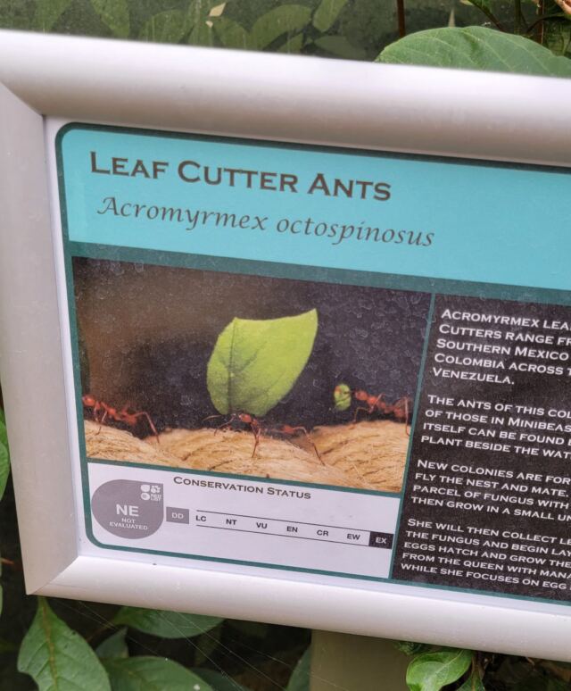 Stratford Upon Avon Butterfly Farm - leafcutter ants (4)