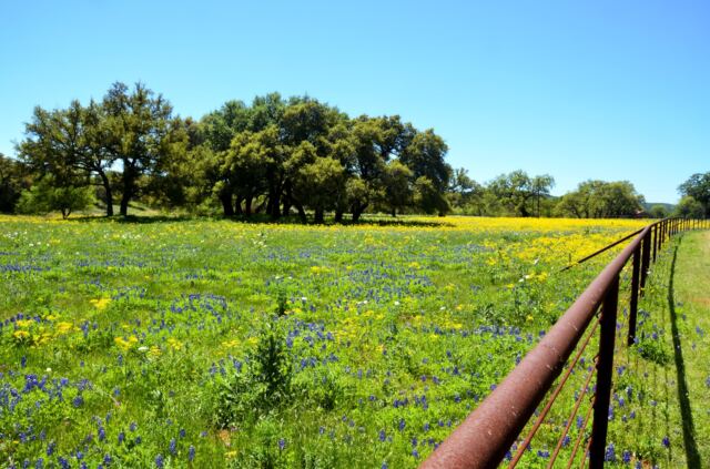 Colorful Willow Loop field 1