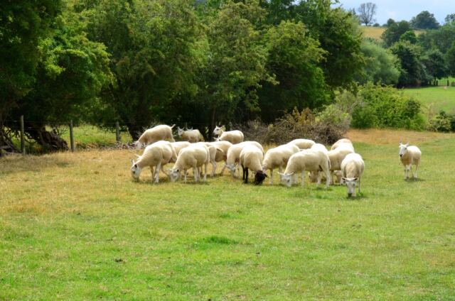 Cotswold Way sheep encounters (03)