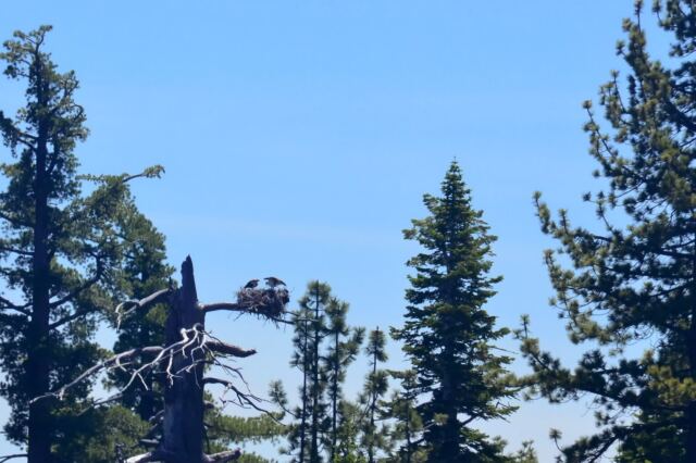 Tahoe eagle nests (from boat - slightly blurry) 08
