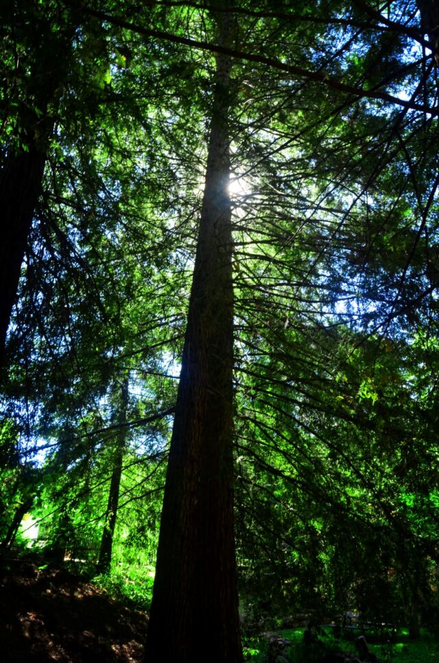 Boeger Winery trees 01