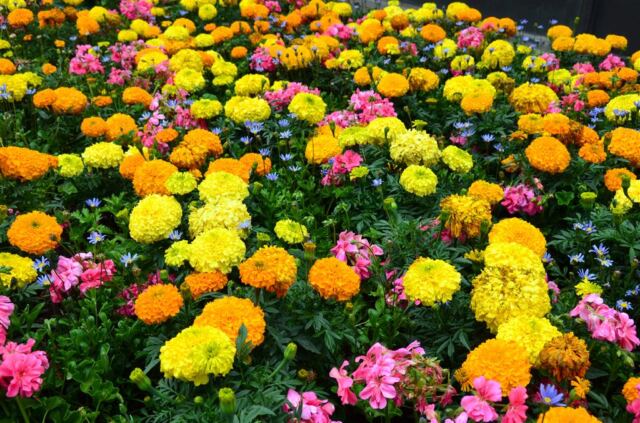 Lionshead flowers (3)