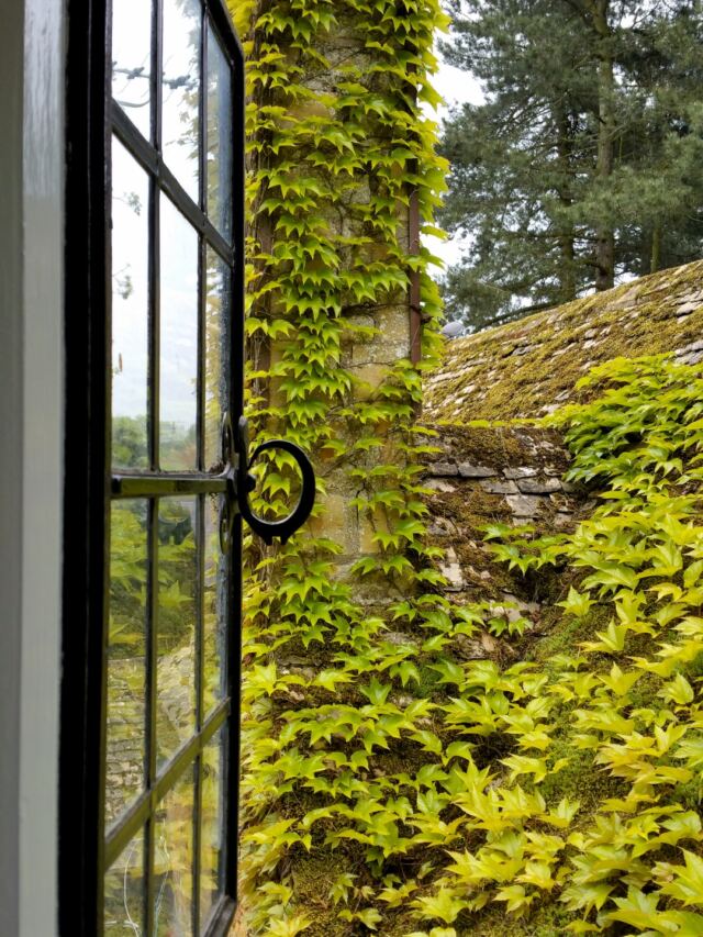 Charingworth chimney vines