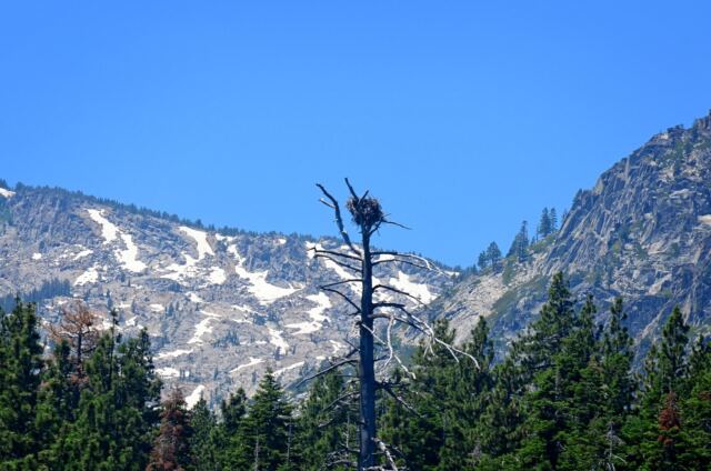 Tahoe eagle nests (from boat - slightly blurry) 01