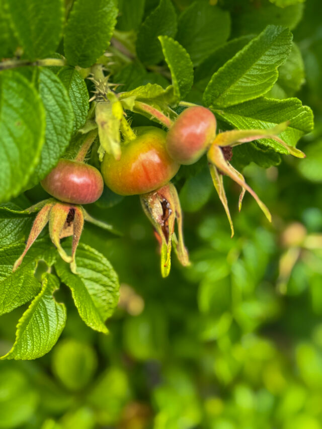 Skjolden Cidery apples