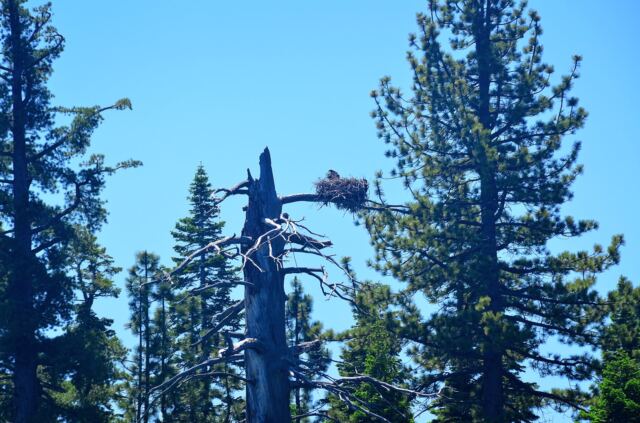 Tahoe eagle nests (from boat - slightly blurry) 05