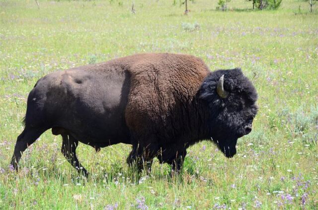 The cause of today's bison jam