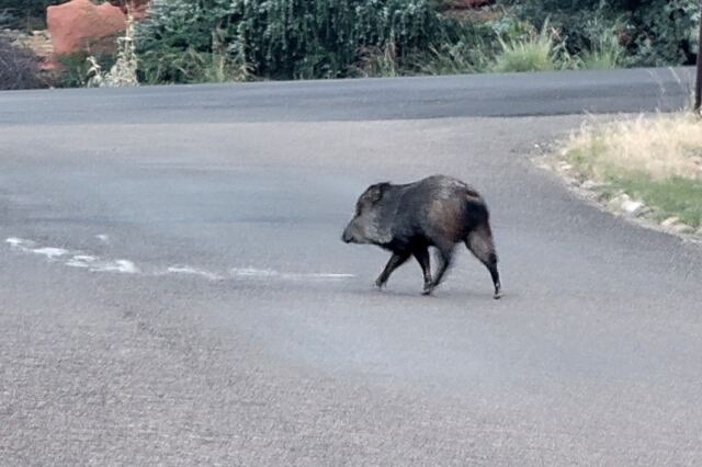 Javalina Crossing (3)