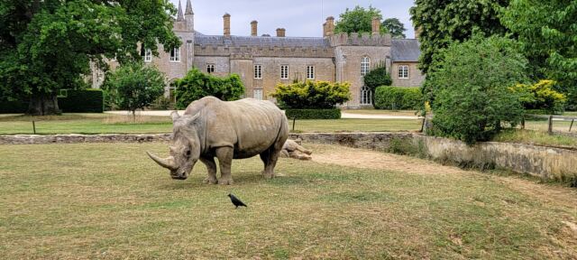 Cotswold Wildlife Park - rhinos (3)