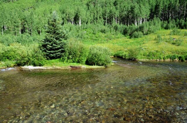 Forest across the stream