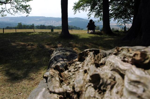 Tree trunk