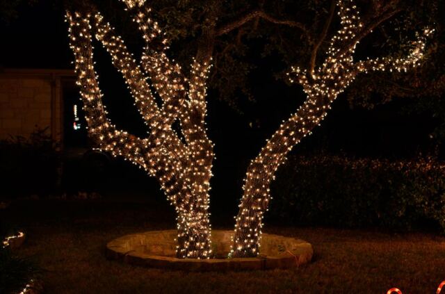 wrapped-oak-trees