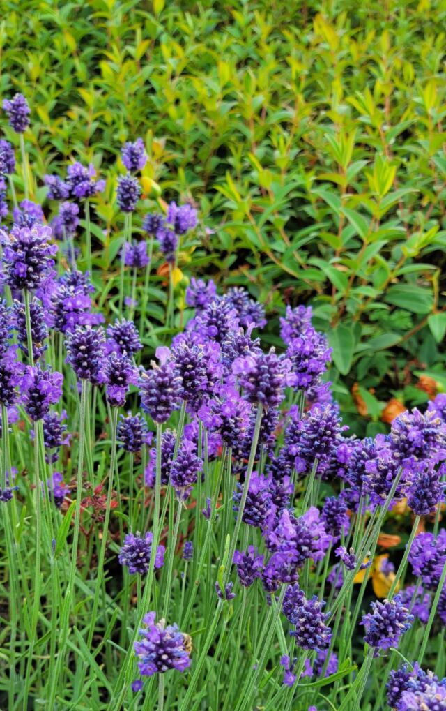 Charingworth Lavender (2)