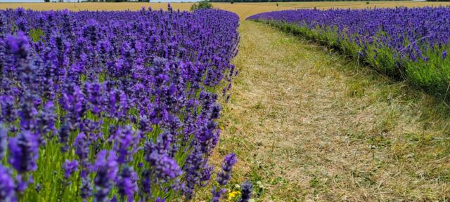 Cotswold Lavender - field views (12)