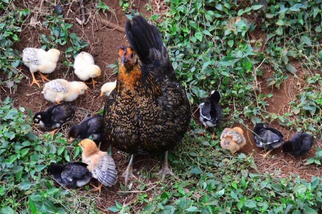 free-range-chickens