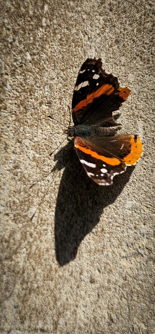 Colorful moth