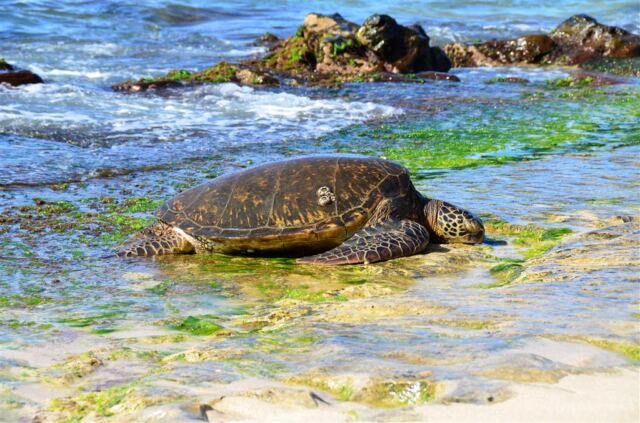sea-turtles-on-oahu-s-north-shore-3-