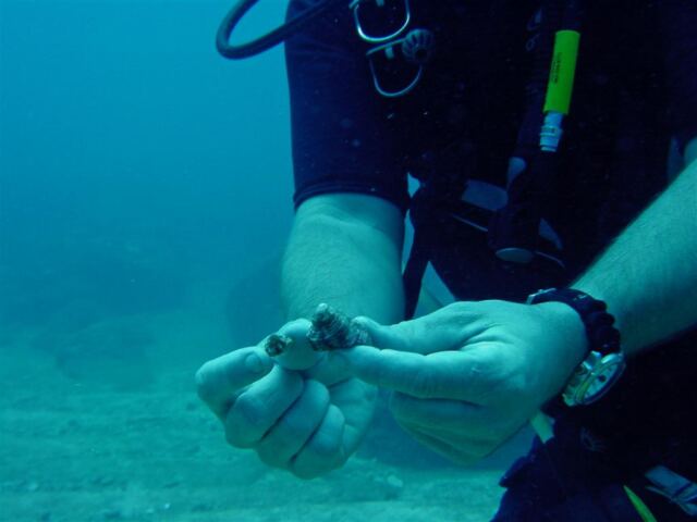 Napali diving -  shells