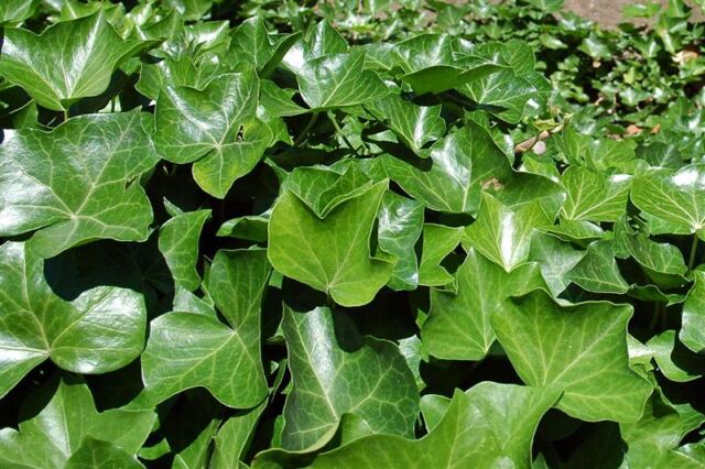 English ivy