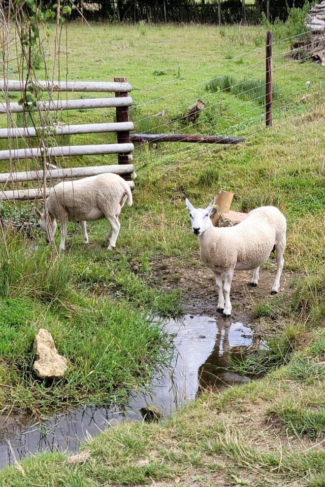 Cotswold Way sheep encounters (11)