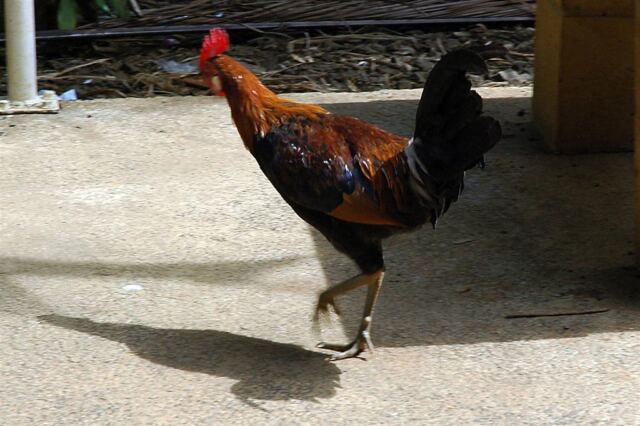 Strutting Rooster
