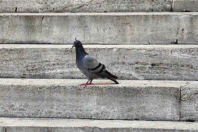 Pigeon on Spanish Steps