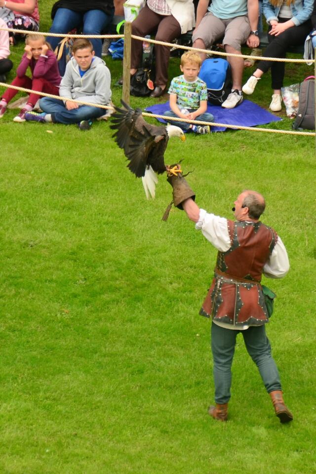 Warwick Castle - Bald Eagle and falconer - taken from The Mound 3