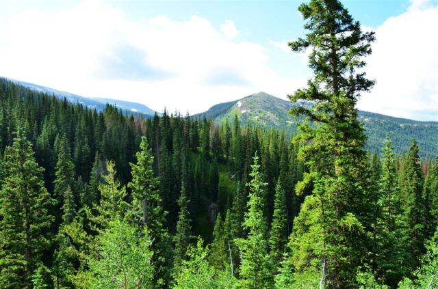 Trees stretch out