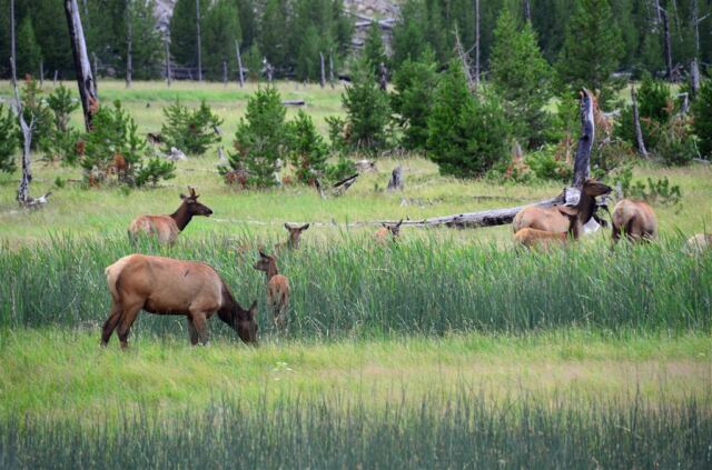 Elk Meadow - on the way to West Yellowstone (6)