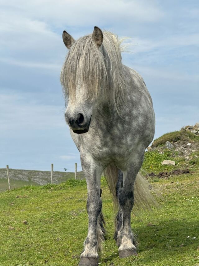 The Shetland Pony Experience 06