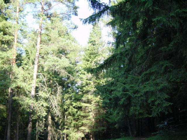 sunlight-through-the-trees-3