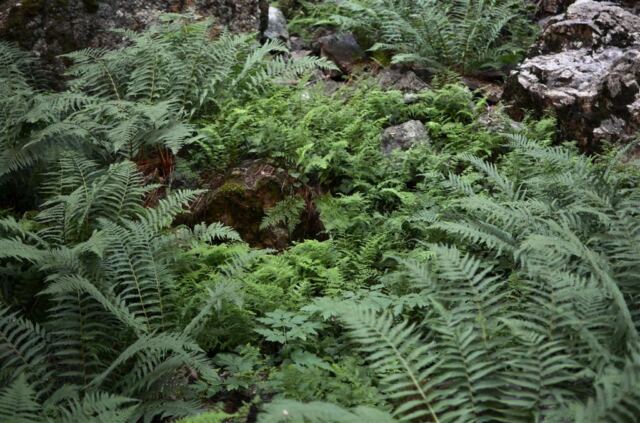 Ferns