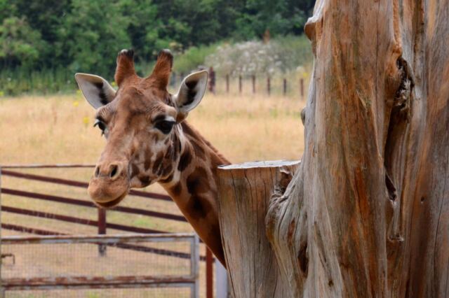 Cotswold Wildlife Park - giraffes (3)