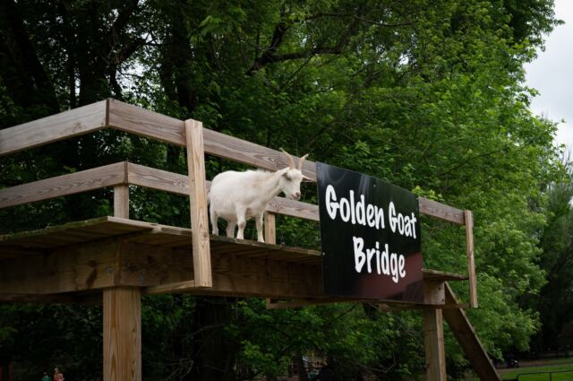 Golden Goat Bridge 2