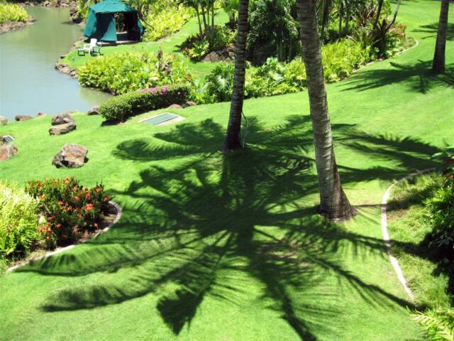 PO - shadows of the palm