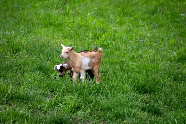Baby Goats!