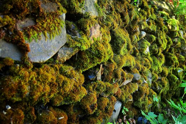 Boeger Winery - mossy stone wall 01